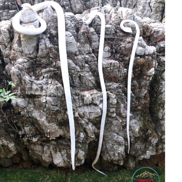 [BACH XA 120CM] สุดยอดยาง FAKE SNAKE, TONGUE และเสื่อคุณภาพสูง