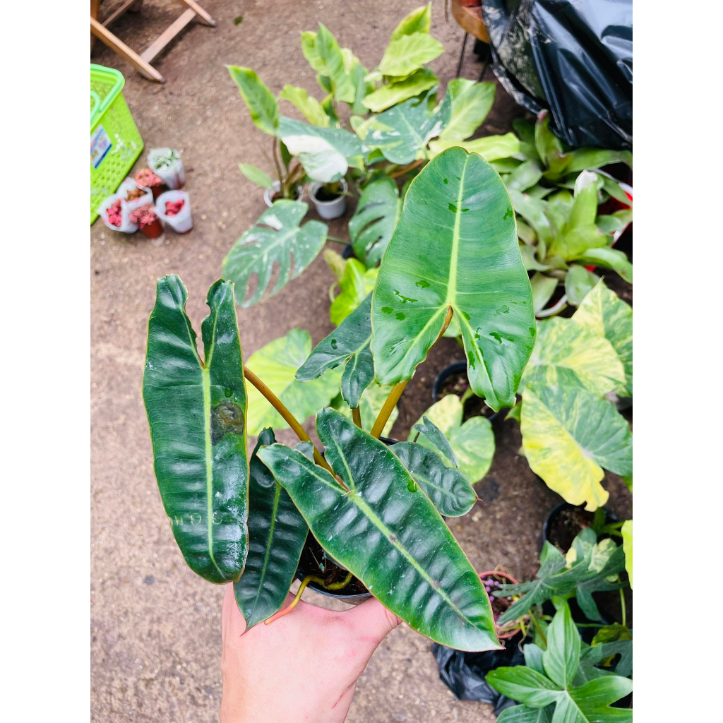 Philodendron Billietiae Orange Crane สําหรับตกแต่งบ้าน ของจิ๋ว GreenNatural