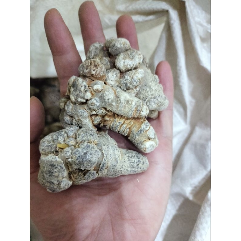 รากพาแนกซ์ 100g Panax notoginseng ขนาด 26, 32, 52, 70, 90/1kg Lao Cai Northern Panax notoginseng ราก