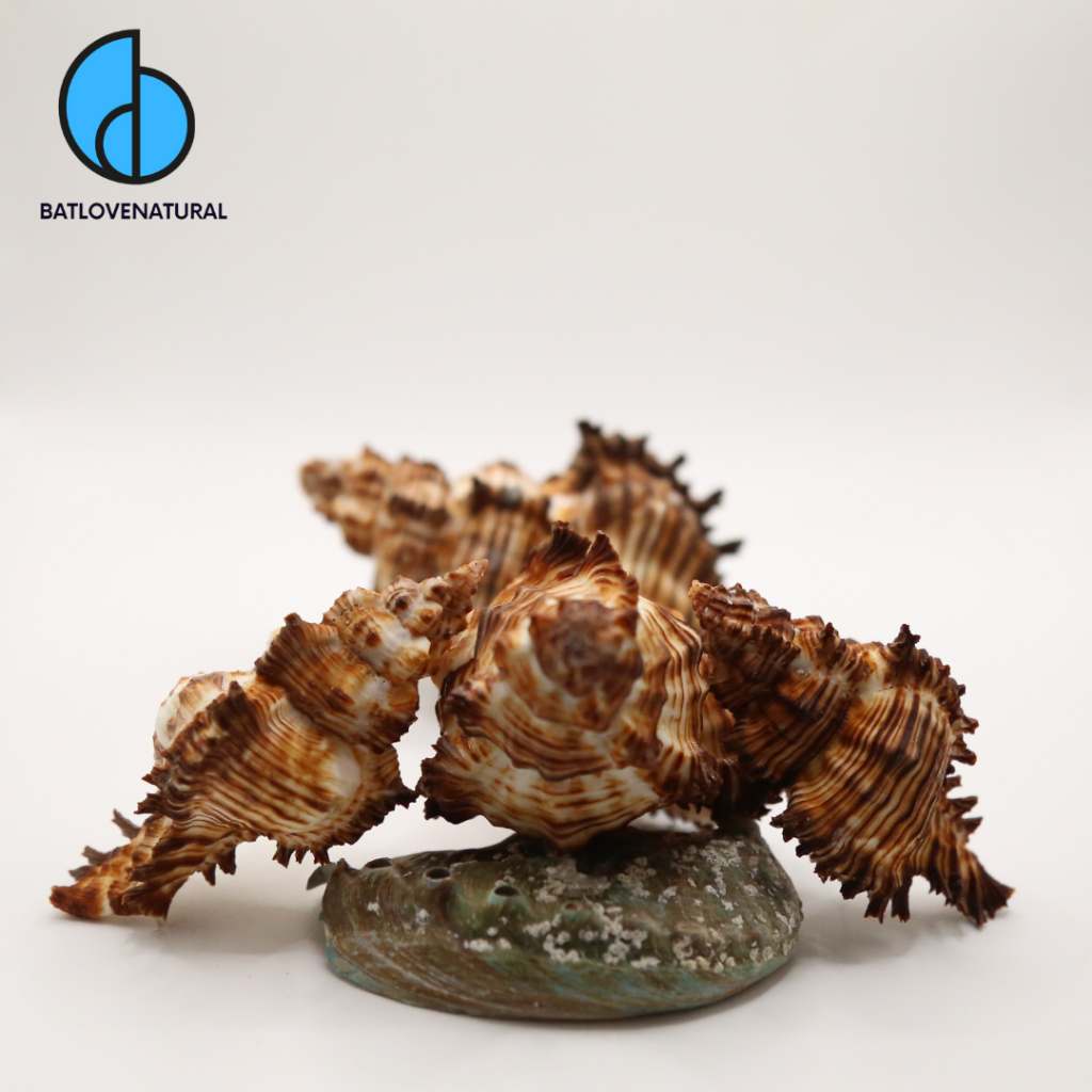 Black Thorn snail shells - เปลือกปูฤาษี - เปลือกหอยทากตกแต่งหลายขนาดขนาดเล็กและใหญ่