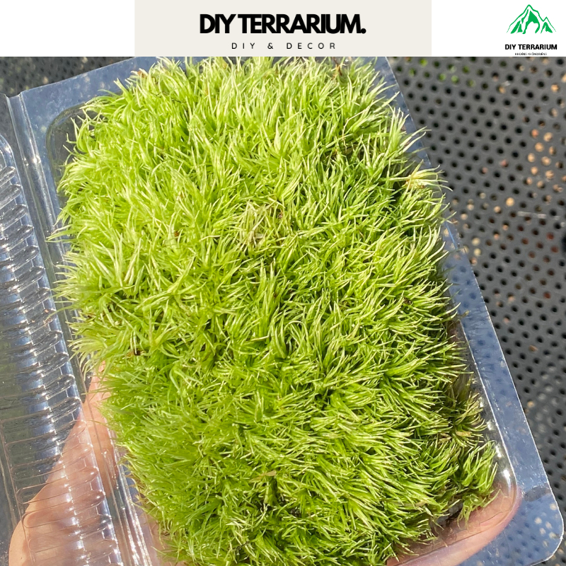 การตกแต่ง Leucobryum Gigantum Terrarium