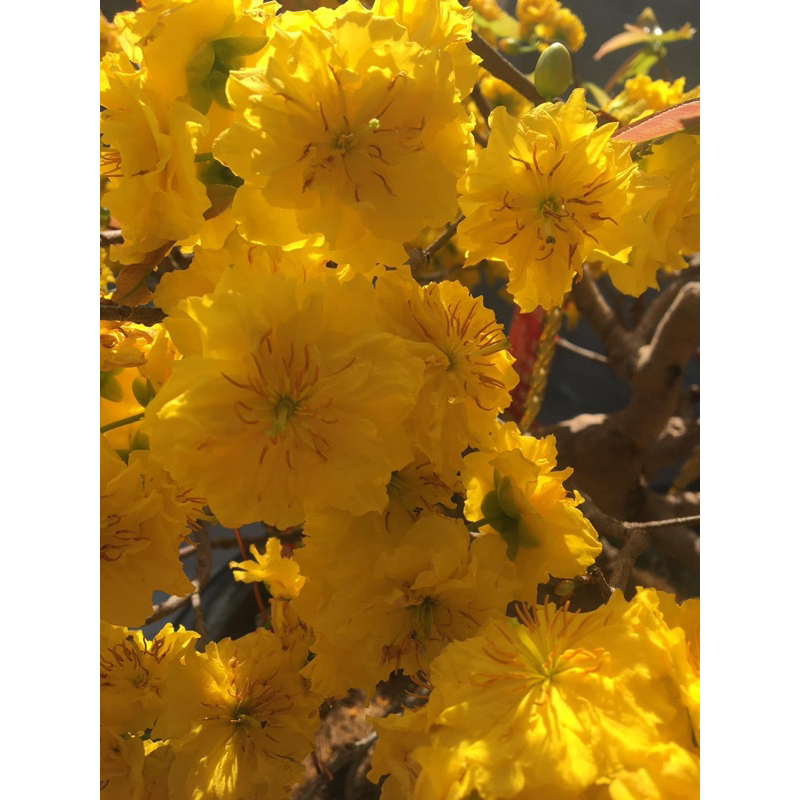 Apricot Cuc Bi (Bi Tien Sinh chrysanthemum) กราฟต์ด้วยรากของสัตว์ประหลาดแอปริคอทสีทอง