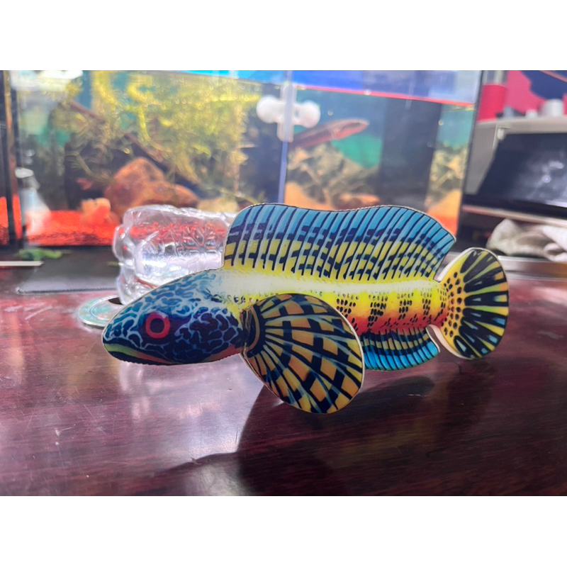 ปลาช่อนมีไมก้าขนาด18ซม