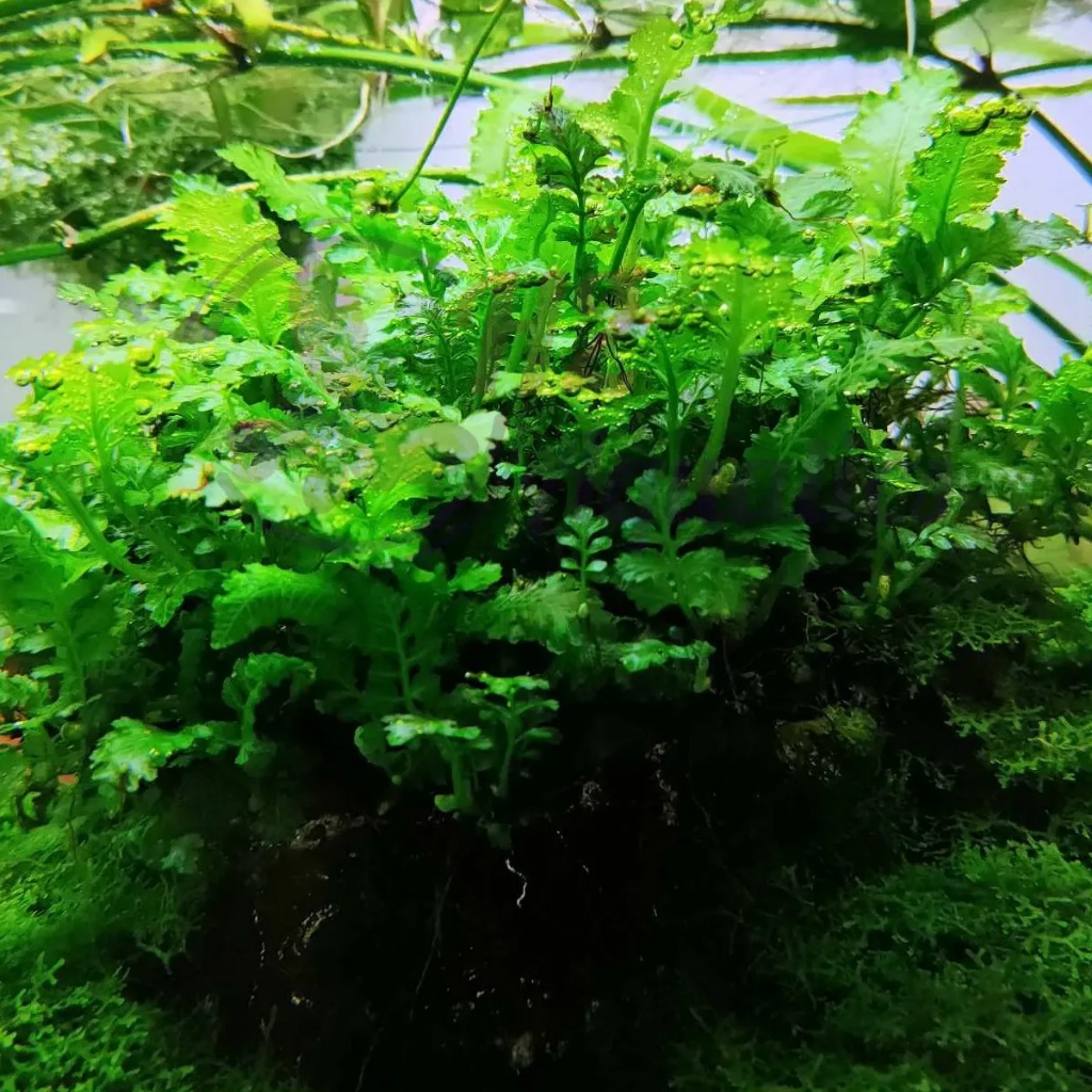 เฟิร์นน้ําอินโด - พืชน้ําใบน้ํา - H2Aquatics