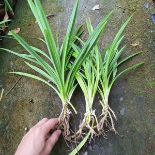 Bó 10 nhánh lá dứa thơm giống - Lá cơm nếp thơm (tạo màu xanh lá và tạo mùi thơm cho bánh...)