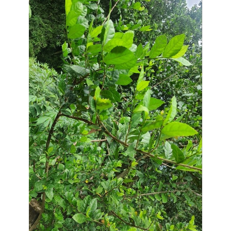 Fresh guava leaves 1กก