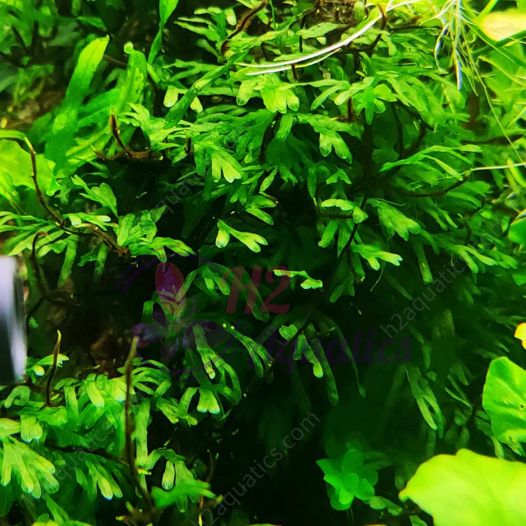 เฟิร์นมือใบน้ํา พืชน้ํา - พืชน้ําใบน้ํา - H2 Aquatics