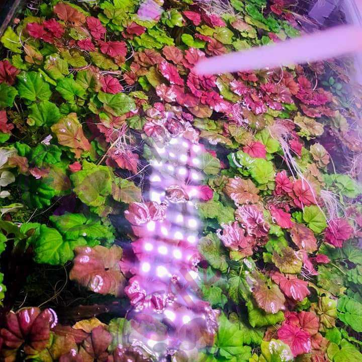 พืชน้ําเพนนีเวิร์ตสีชมพูพันธุ์ - พืชน้ําใบน้ํา - H2 Aquatics