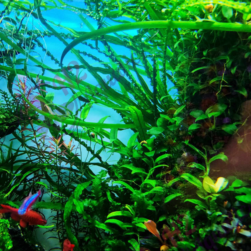 Cây ráy dây leo thủy sinh form lá chuẩn gen y hình - Cây thủy sinh lá nước - H2 Aquatics