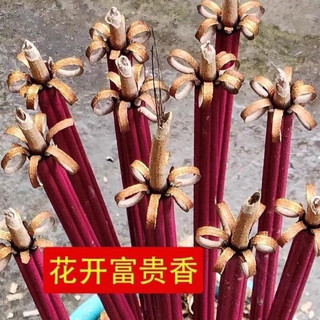 Combo nhang thơm nở hoa phú quý đi lễ thắp bàn thờ siêu đẹp siêu sang [ Nhận Sỉ ]