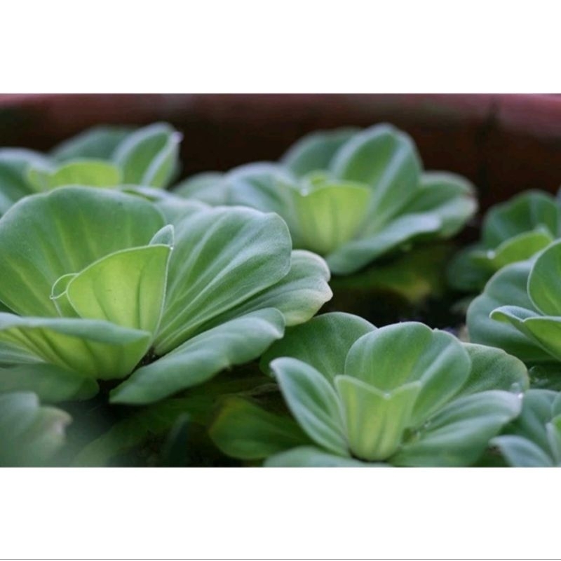 5 Aquatic Duckweed Plants - ตกแต่งตู้ปลา - เครื่องกรองน้ําซุปเปอร์