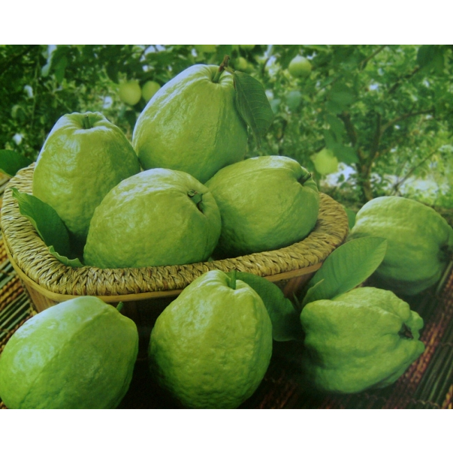 เมล็ด GUAVA ของ TAIWANS