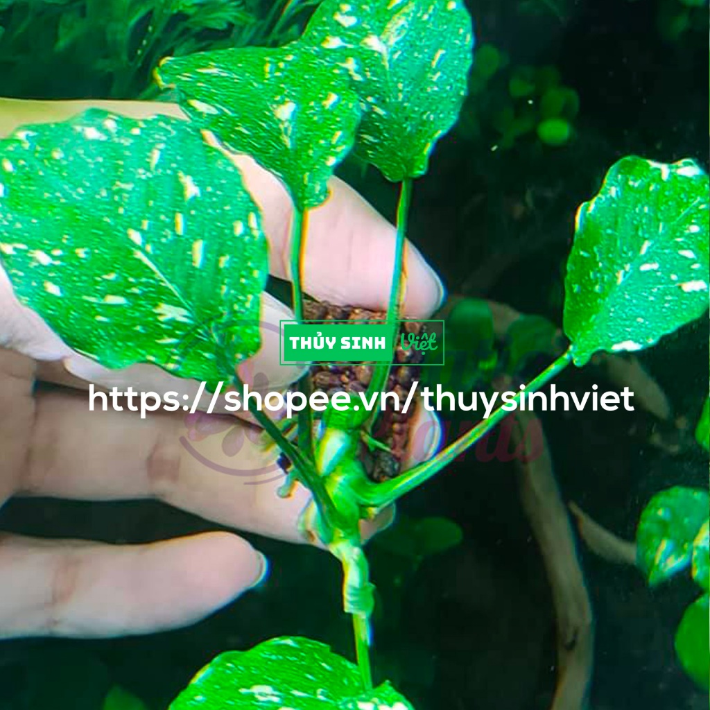 Var classic plant (ญี่ปุ่น var) - Water Leaf Aquatic Plant - พืชน้ําเวียดนาม