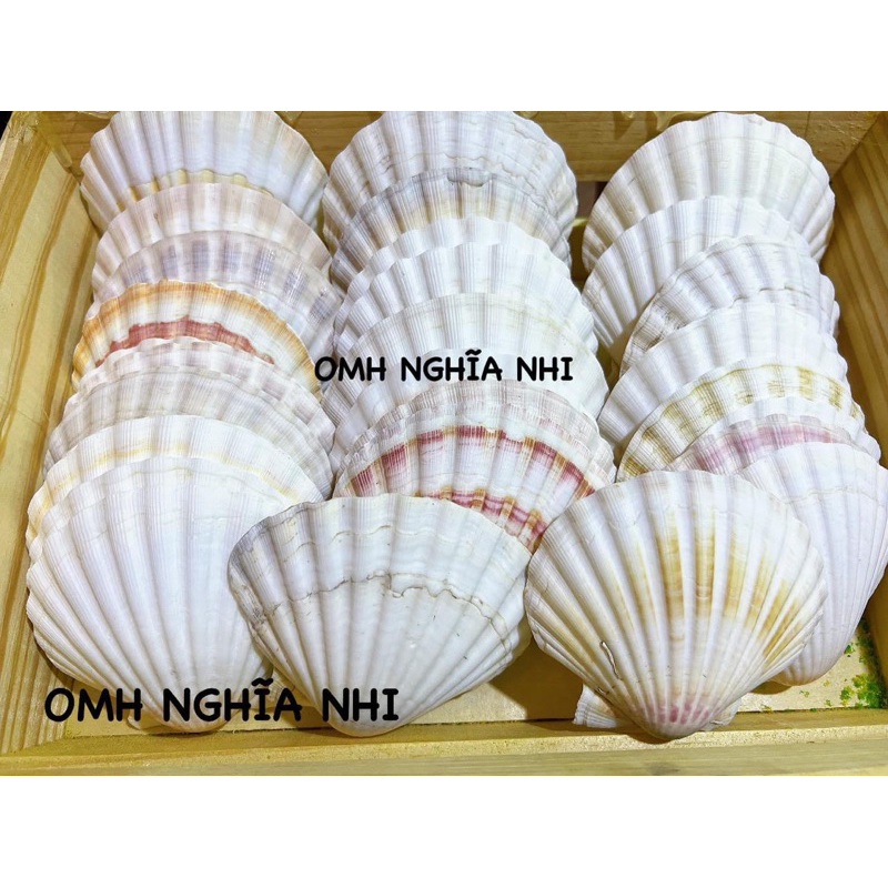 OMH FOOD TRAY - SCALE TRAY