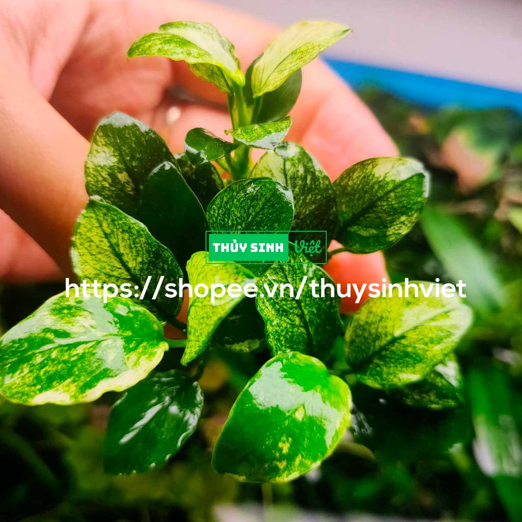 พืชน้ํา Pinto - พืชน้ําใบน้ํา - Viet Aquatic Plants