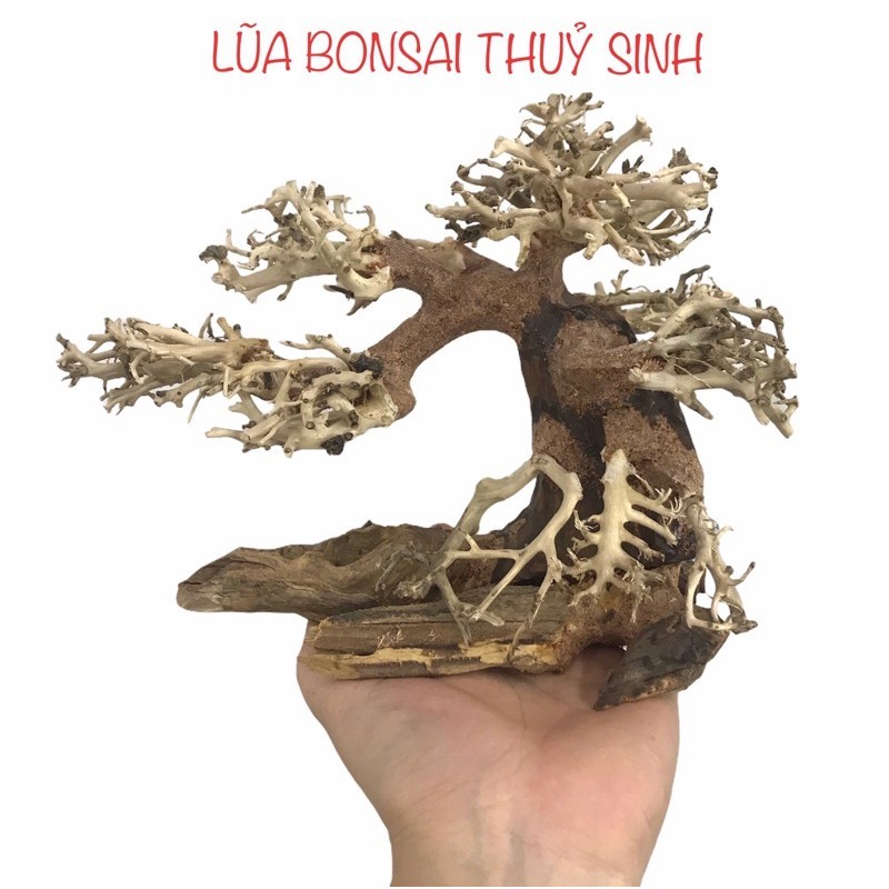 Mini Bonsai Driftwood สําหรับตกแต่งตู้ปลา - Aquarium (L: 17 ซม.H: 12 ซม.)