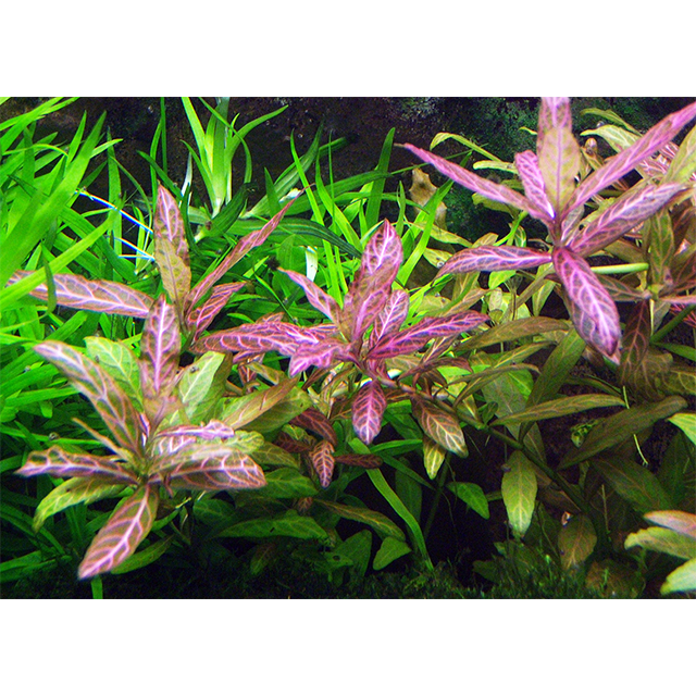 (ใบน้ํา 12 ต้น) ต้นพระอาทิตย์ตก | SunSet Aquatic Plants not co2, Cut and Plug Plants ปลูกง่าย