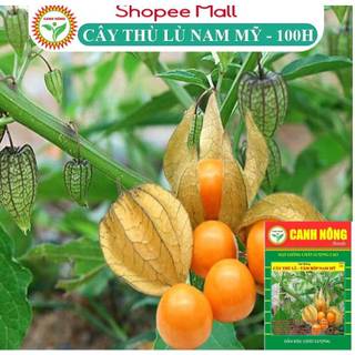 Hạt Giống Cây Thù Lù Nam Mỹ (Tầm Bóp Anh Đào Đất) - Gói 100 Hạt - Hạt Giống CANH NÔNG