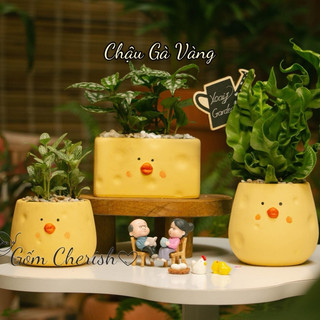 Chậu gà vàng, chậu động vật trồng cây cảnh sen đá xương rồng , cây văn phòng. chậu đất nung