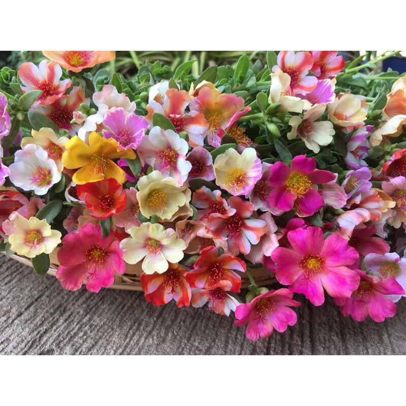 Combo 1kg ten oclock cut double + ten oclock beauty + spruce flower