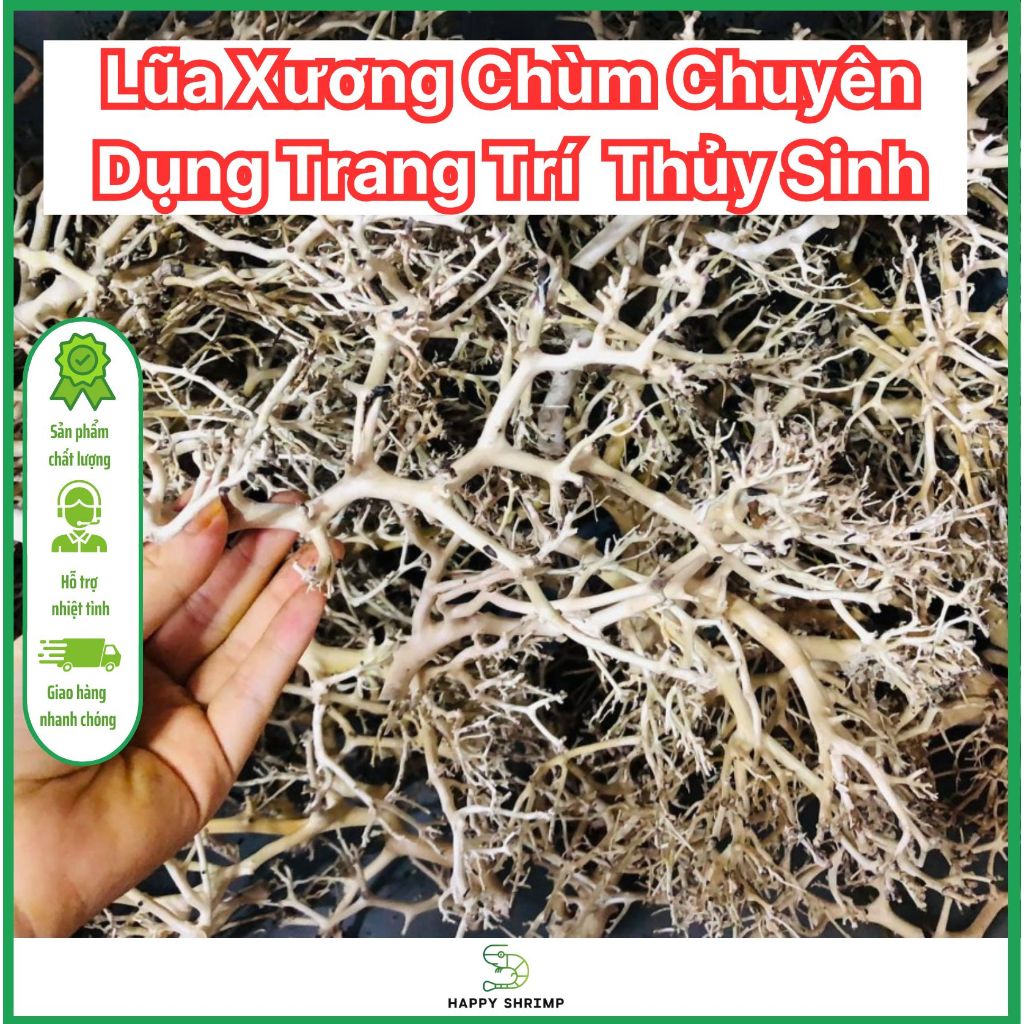 Driftwood และกระดูกสําหรับตกแต่งน้ํา | โครงกระดูก Driftwood | ตกแต่งตู้ปลา Driftwood