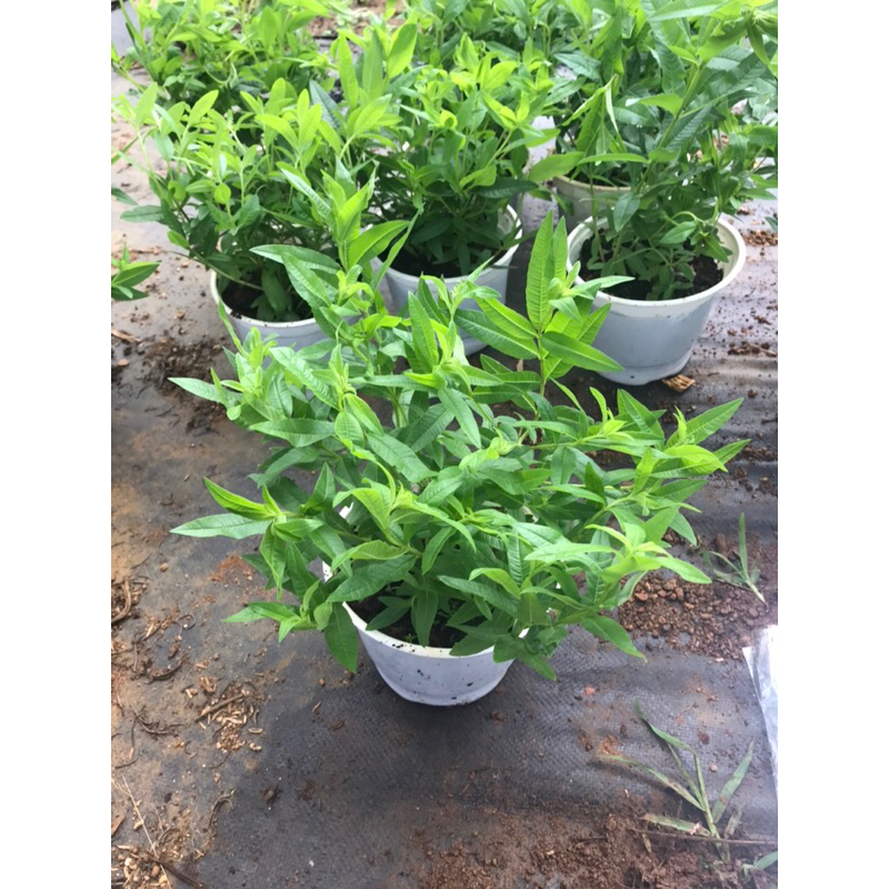 FRENCH LEMON TREE - GRASS ขนาดใหญ่พร้อมกลิ่นหอม LEMON