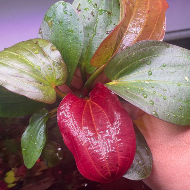 Felix พลูน้ํา - หมาก Echinodorus Felix ต้องการ co2 พลูแดงสวยมาก ตกแต่งตู้ปลาสายรุ้ง