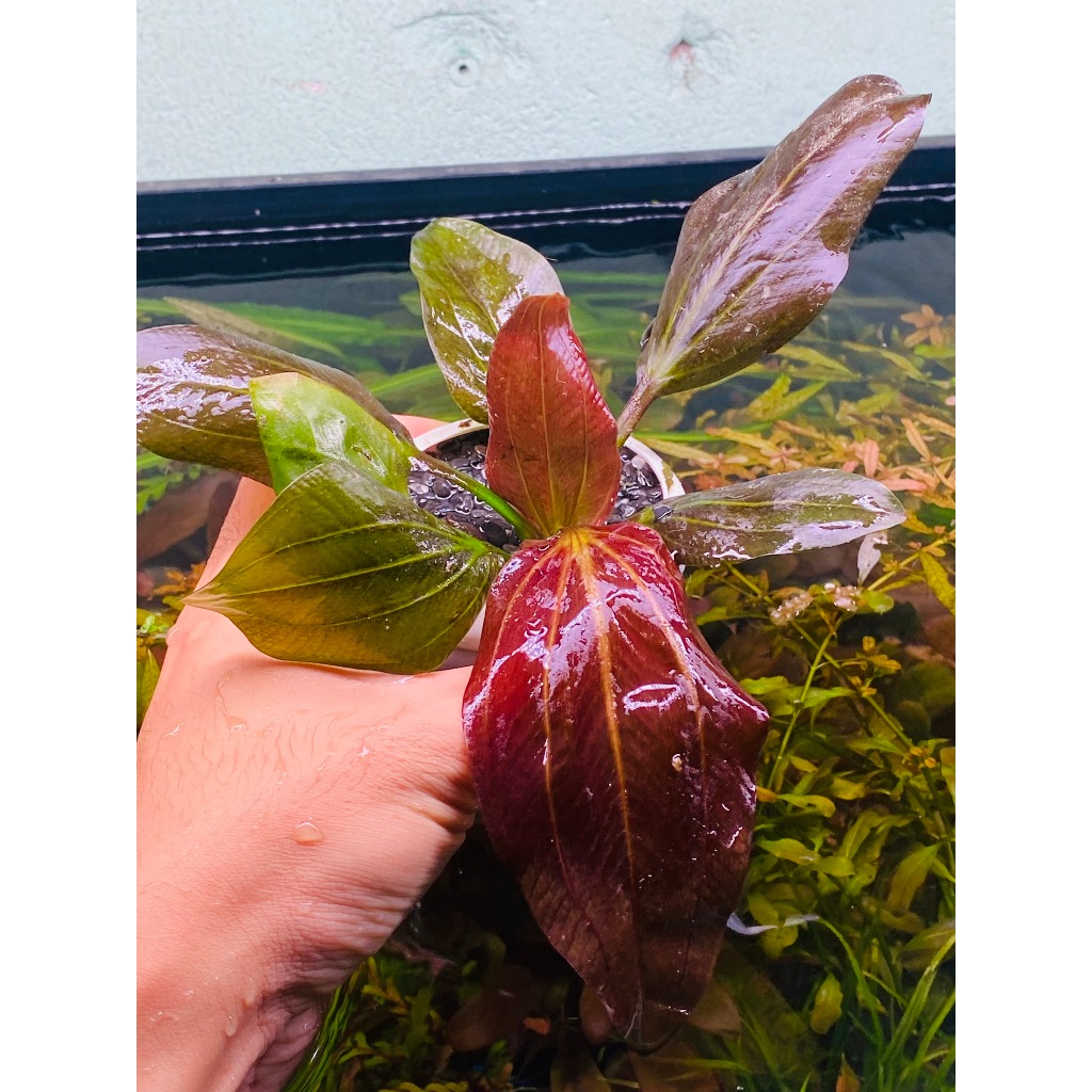 Iguazu 09 สีแดง [ใบน้ํา] I AQUACULTURE POT Vacuum NO3 อย่างดีสําหรับตู้กุ้ง ตู้ไม้น้ําและตู้ปลา