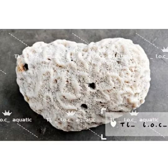 1KG- HOLE TEXTURED CORALS OF MANY TYPES สําหรับถังปลา DECORATION, AQUARIUM DECORATION,...