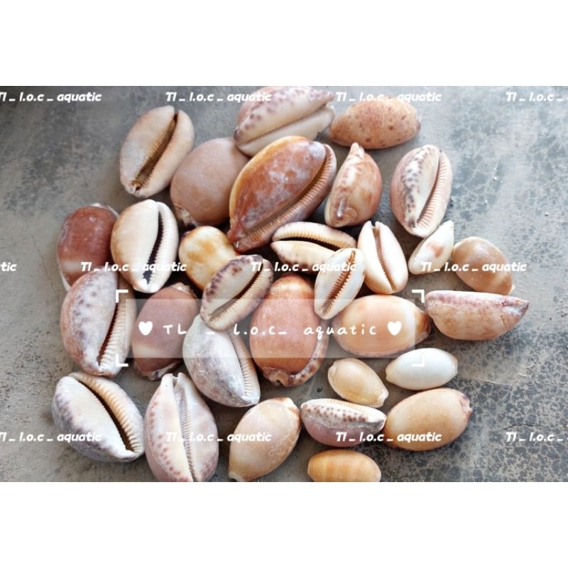 BROWN PIG Snails_ DECORATION, DECOR, MAKE ITEMS, FINE ARTS, SEA JEWELRY_...