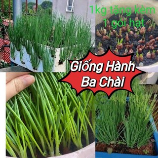 Củ Hành Ba Chài Ăn Lá trồng bằng củ💯 Chuẩn Xịn💥 Đẻ Nhánh Mạnh, Thu Cực Bền