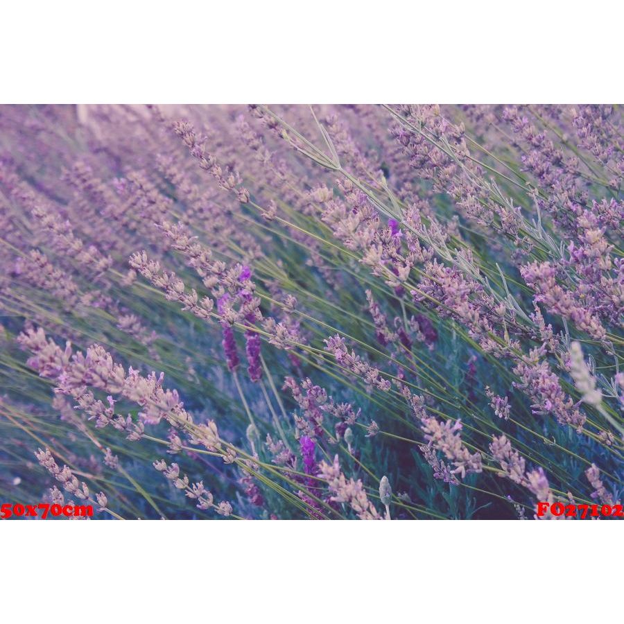 ฉากหลังผ้า 3d ขนาด 150x200 ซม. พิมพ์ลายทุ่งดอกไม้ลาเวนเดอร์ FG75<แถมตะขอ+กิ๊บแขวน>