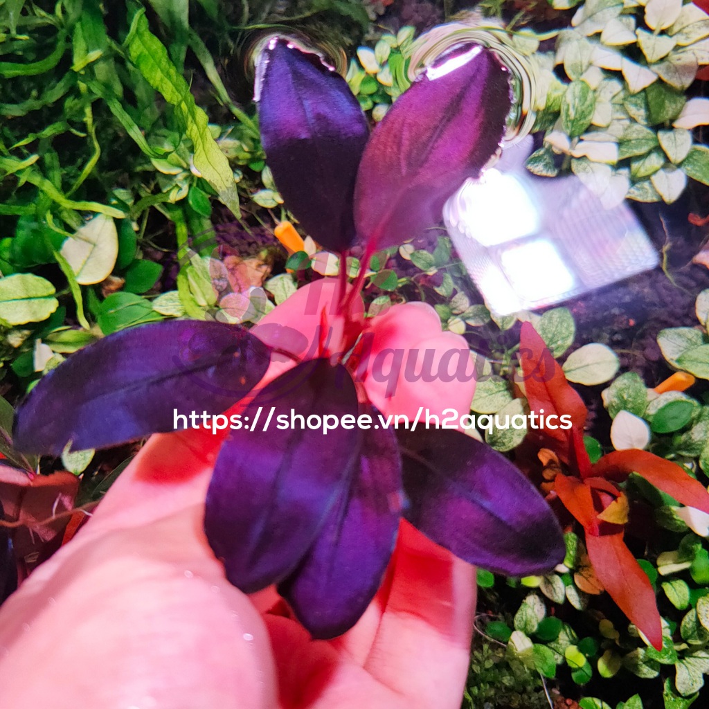 บูเซปบลูปิโนห์พร้อมใบน้ํา - พืชน้ําสะสม - H2 Aquatics