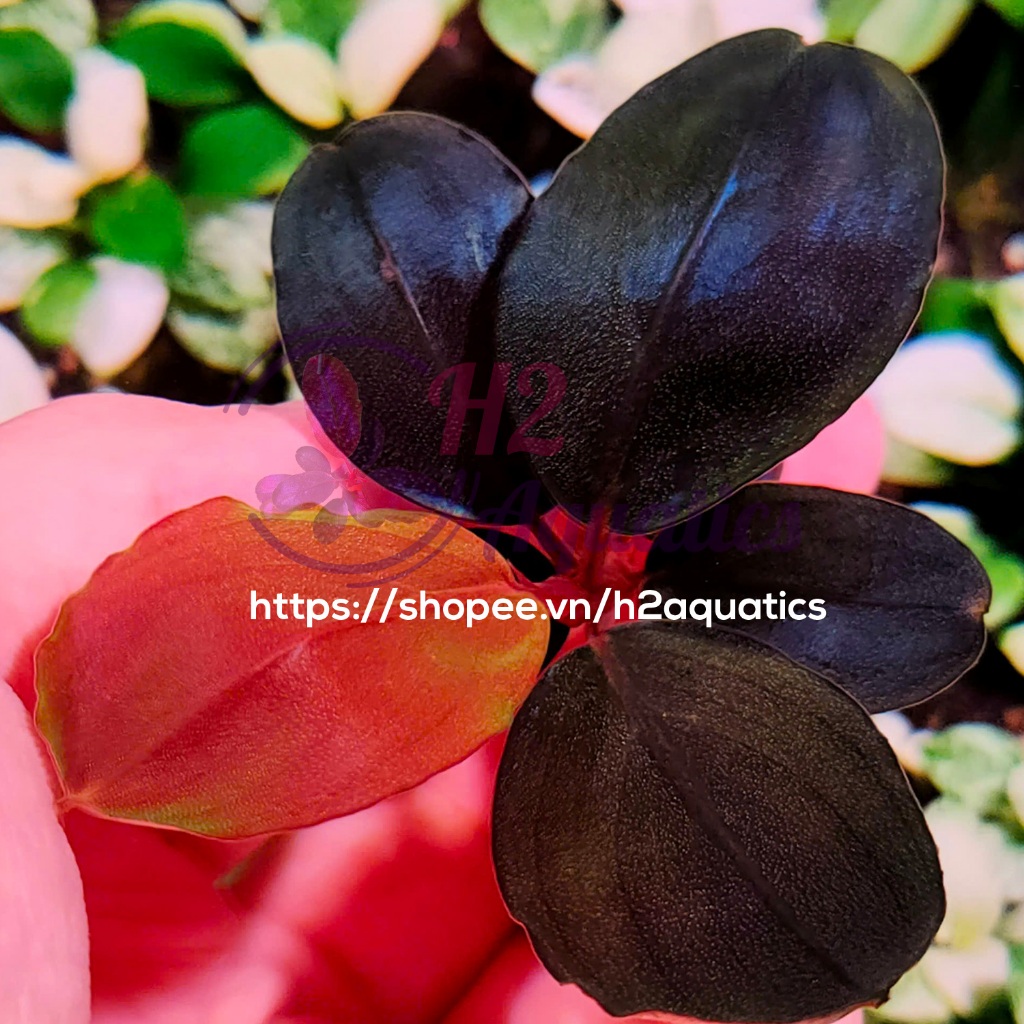 บูเซป แบล็คพิโน พร้อมใบน้ํา - พืชน้ําสะสม - H2 Aquatics