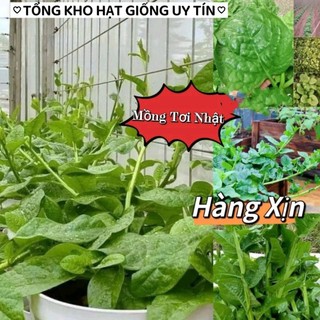 Hạt Giống Rau Mồng Tơi Nhật 🌈 HÀNG XỊN NHẬT BẢN🌈🌿 Cực kỳ năng suất, ăn rất ngon