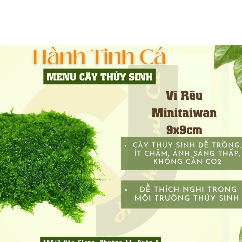 Taiwan Mini Moss 9x9cm - พืชน้ําที่ดูแลน้อย ปลูกง่าย ไม่ต้อง CO2 อุปกรณ์ตกแต่งตู้ปลา