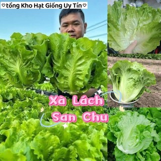 ( mua 2 tặng 1)  Hạt Giống Xà Lách San Chu🌱 Ăn Dòn Ngọt, Chịu Nhiệt Năng Suất Cao