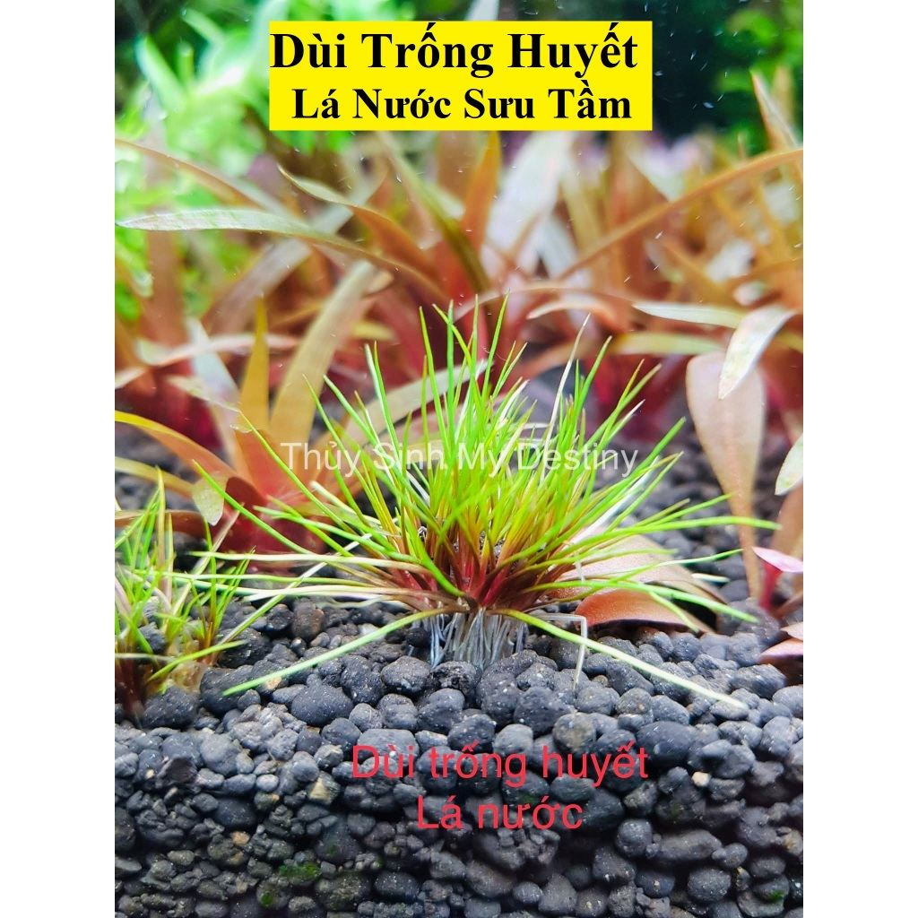 Good BLOOD DRUM | เลือดเอริโออาเจียนอาเจียน | ใบไม้น้ํา | ไม้ตีกลองน้ํา