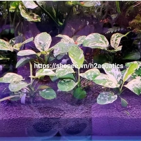 VarKing Water Leaf Mutant - Anubias Variegated King - H2 Aquatics