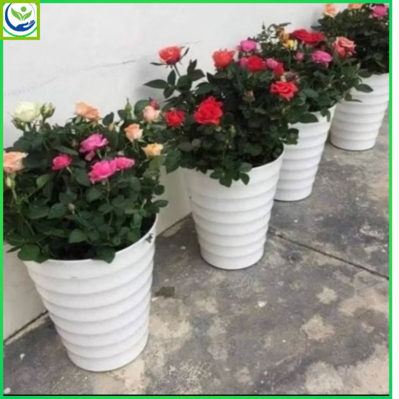 Npppd.คอมโบกระถางพลาสติกสีขาวทรงกลม 5 ใบ แบบ 1 (เคที25x30) พร้อมจาน ทนทาน สวยงาม ปลูกดอกไม้ ไม้ประดับ