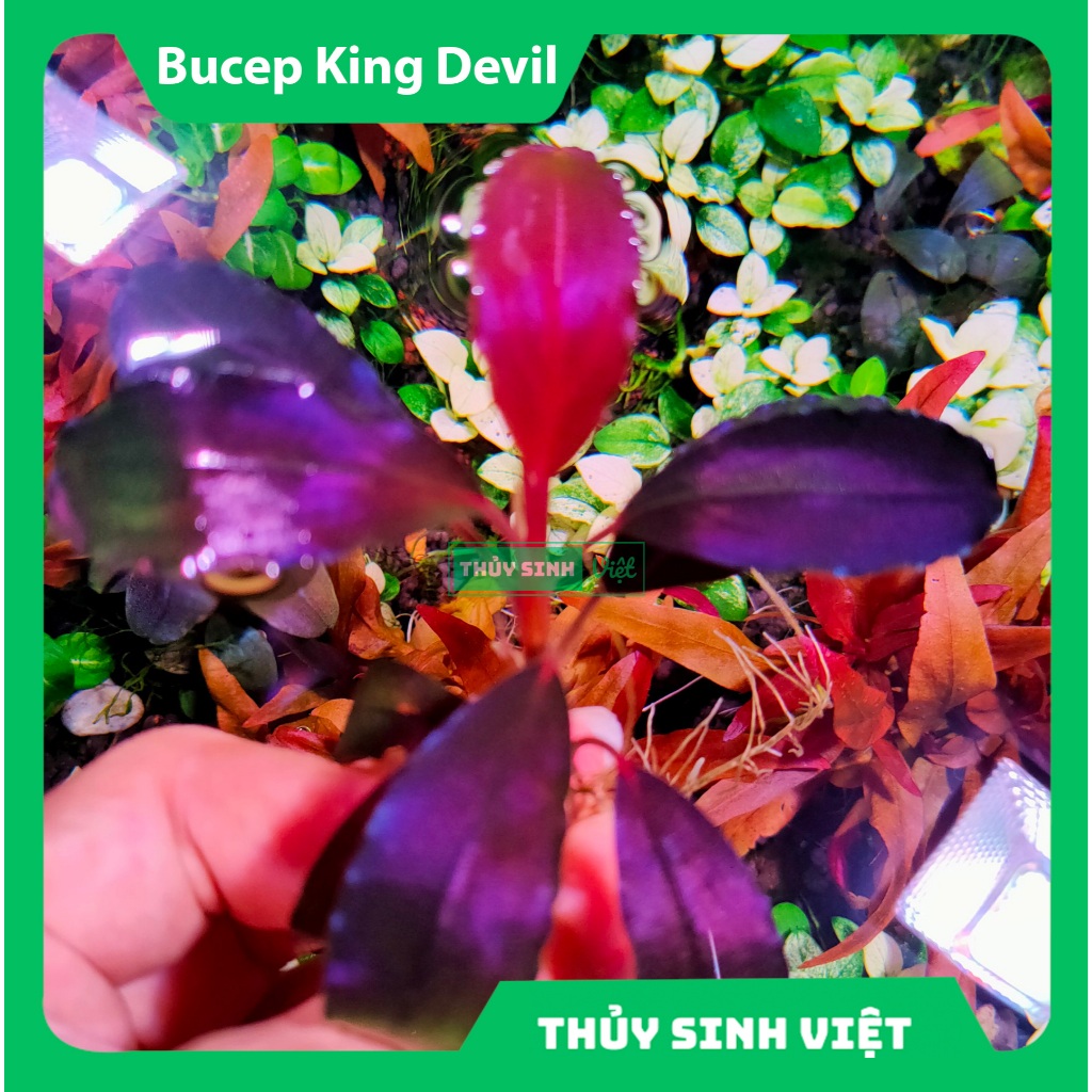 Bucep King Devil - สินค้าสะสม - ใบสีม่วงแดงสวยงาม - จุดเค้าโครง - Thuy Sinh Viet