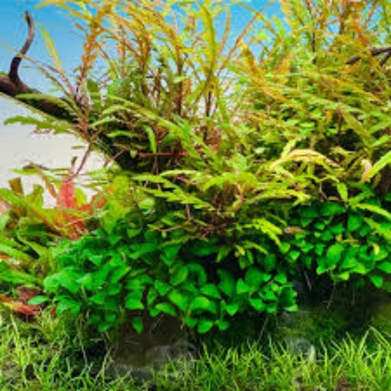 N&T - วิลโลว์หยักน้ํา CO2 (3 ท็อปส์ซู)