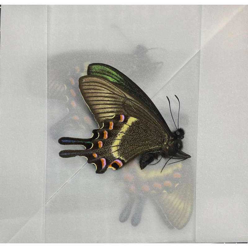 Papilio maackii (สปริง)