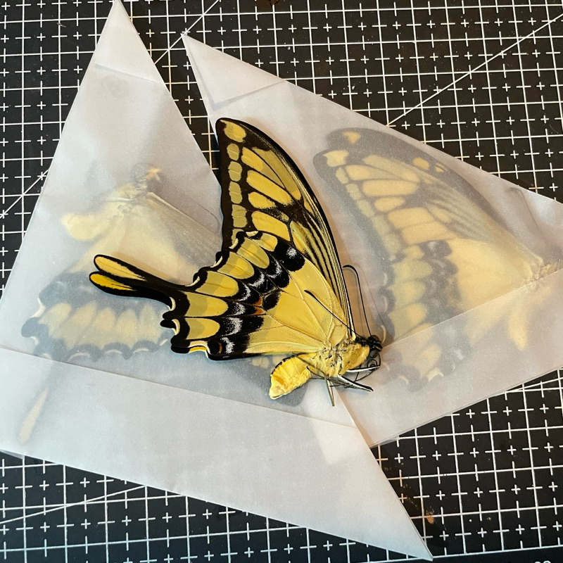 Papilio specimen - สเปคผีเสื้อหยาบ