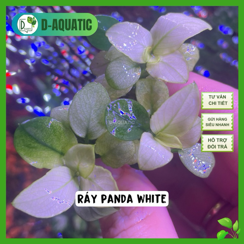 Anubias Panda White - แว็กซ์ขาวแพนด้าที่สวยและดีต่อสุขภาพสําหรับผู้เริ่มต้น