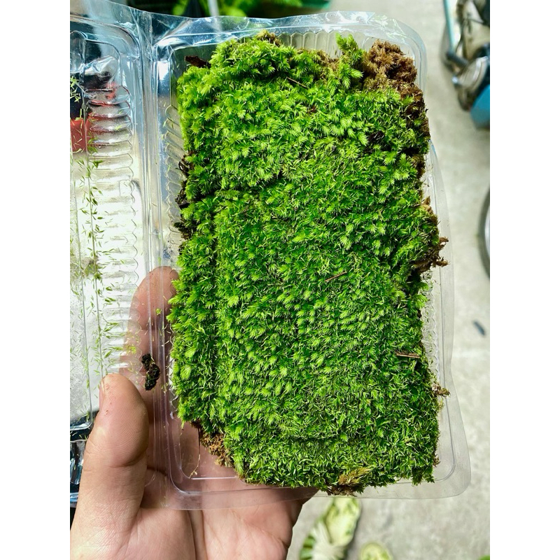 Cusion moss / หญ้าหวายสําหรับถังกึ่งขวดและขวดดินเผา