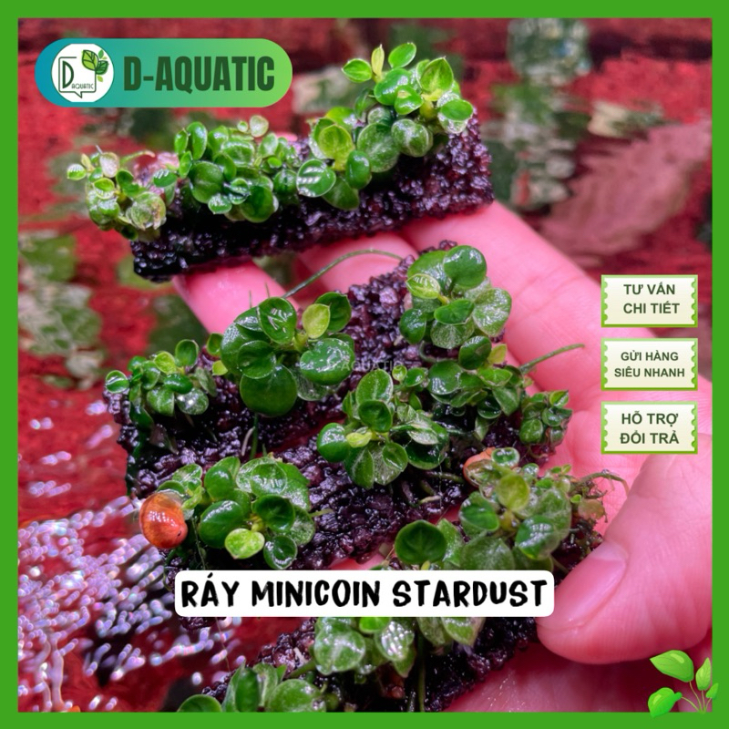 มินิเหรียญ stardust - anubias minicoin galaxy stardust - รูปที่ 2