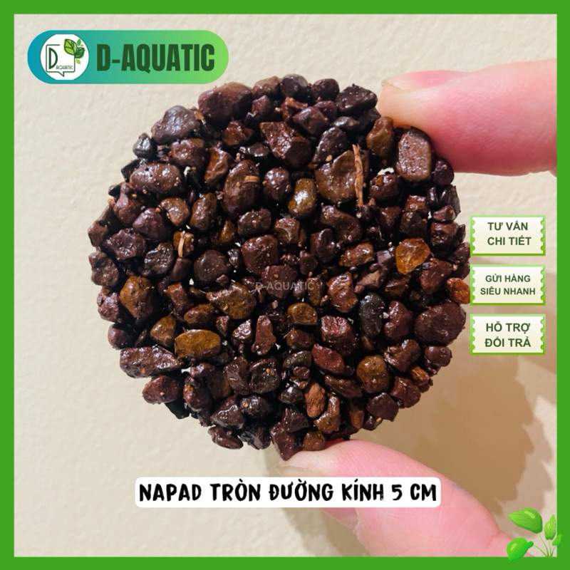 5 ซม. งบประมาณสําหรับ bucep เฟิร์นมอส, สถานรับเลี้ยงเด็กที่ดีมากสําหรับรากพืชเพื่อปลูก