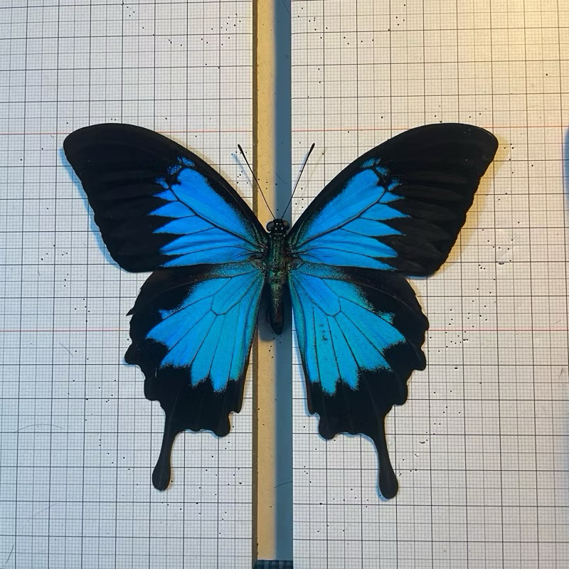 Papilio ulysses specimen ผีเสื้อหยาบ