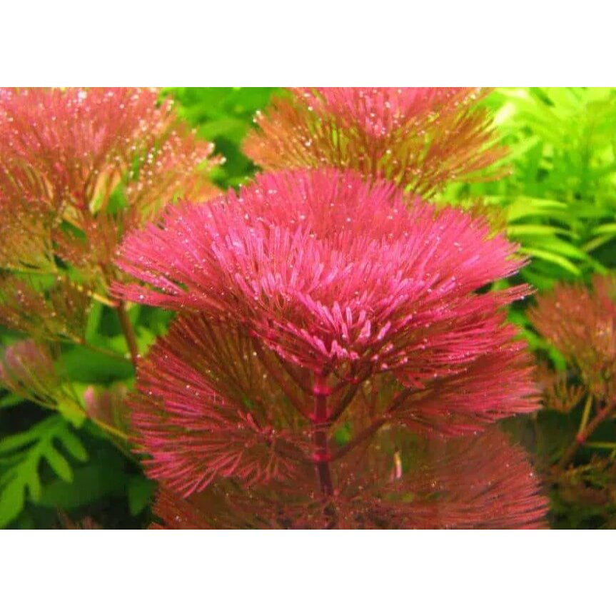 RED Arhat 10 BRANCHES พร้อม CO2